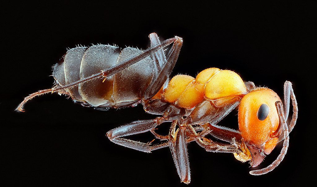 Ant Control service in Fullerton, CA