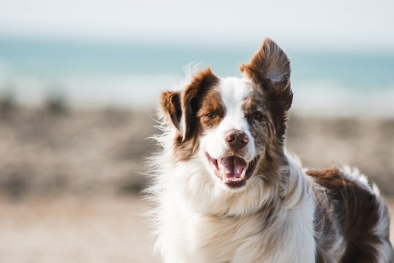 Flea & Tick Control service in Fullerton, CA