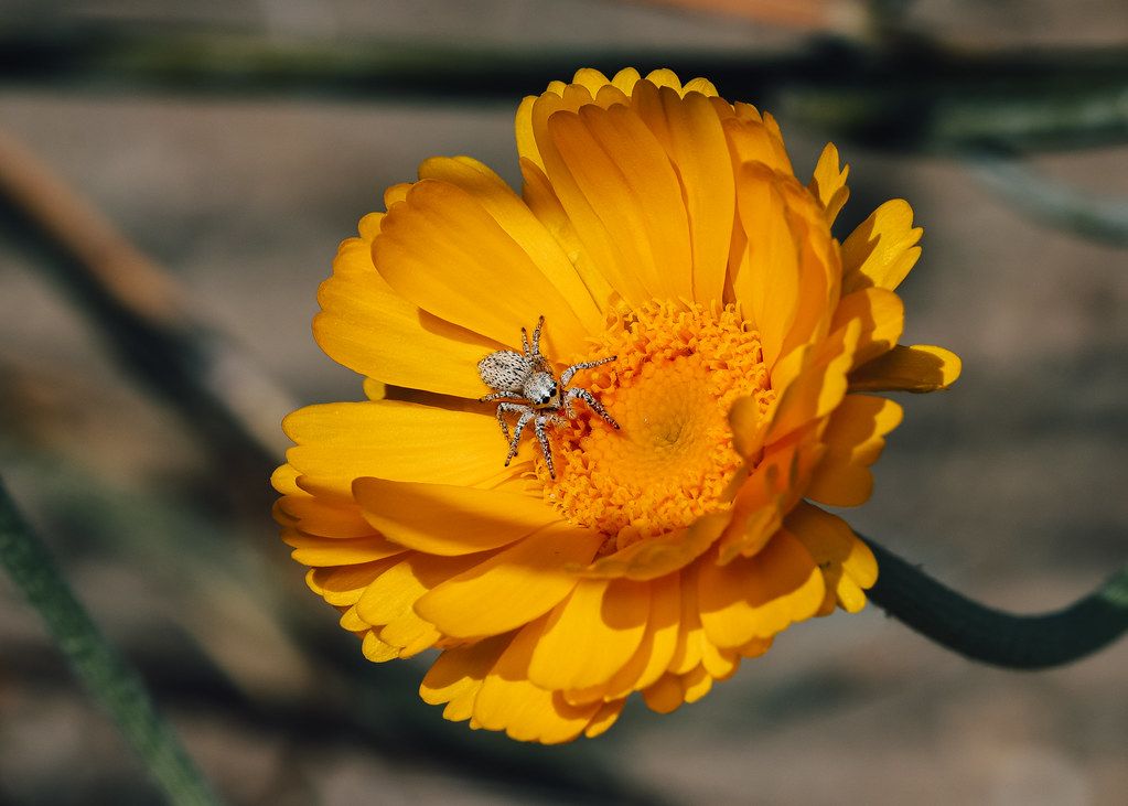 Spider Control service in Fullerton, CA